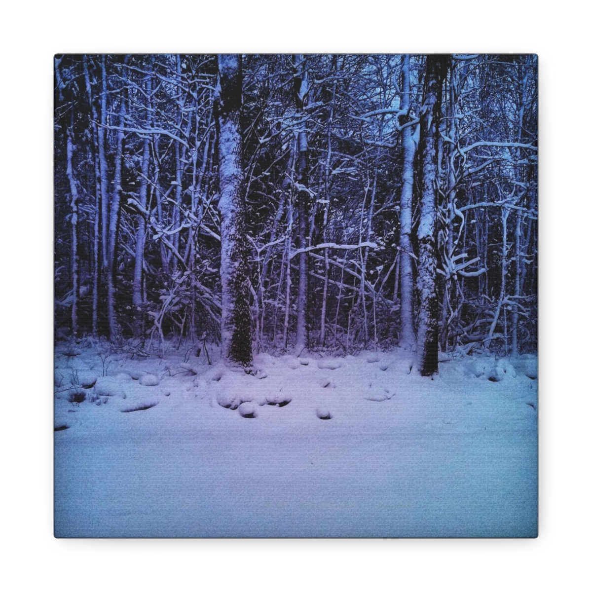 Winter Wonder 2