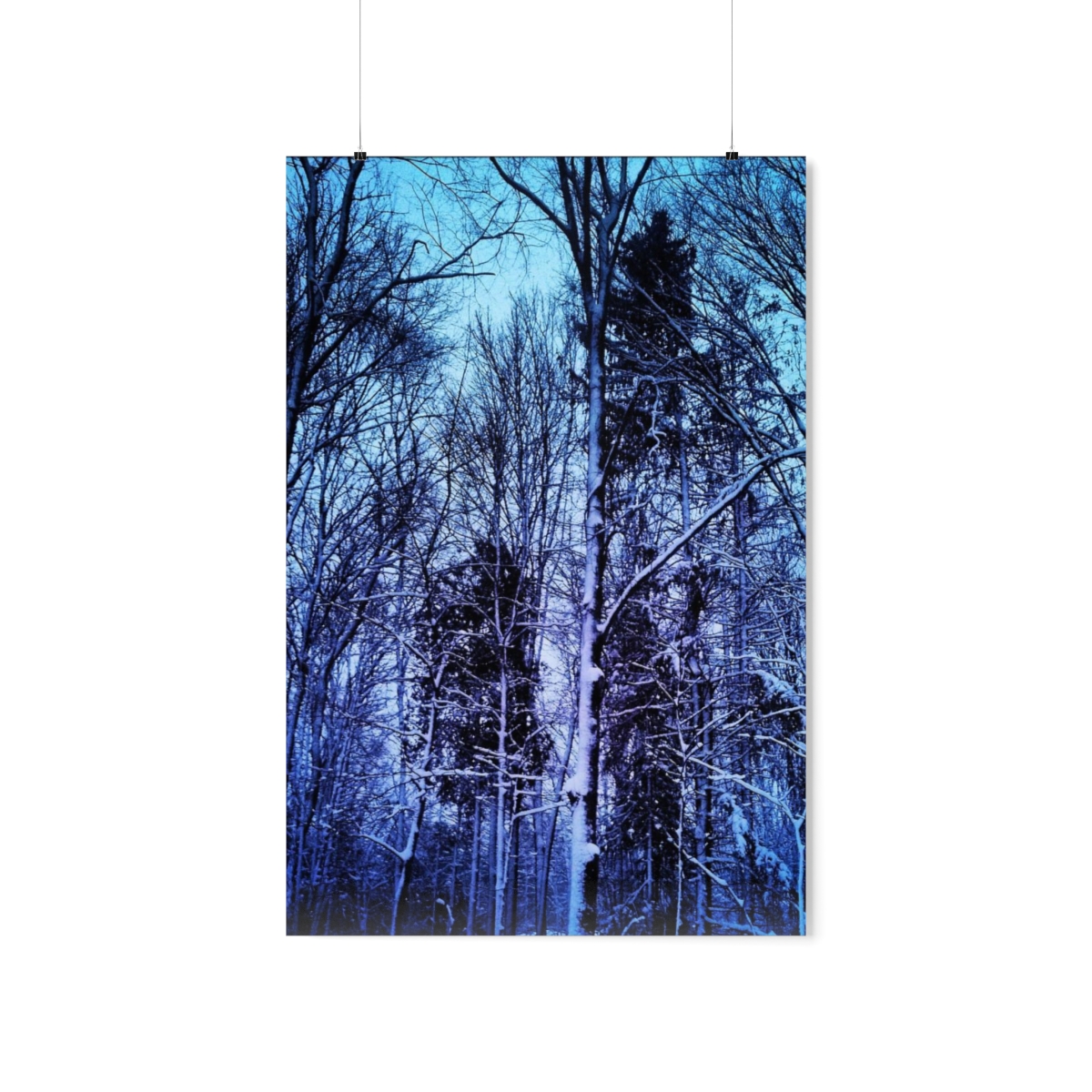 Winter Wonder